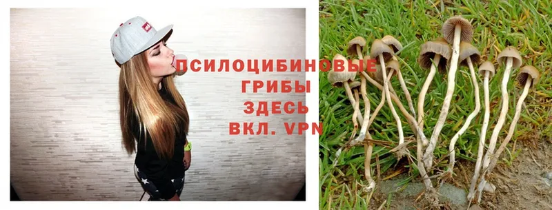 Галлюциногенные грибы Psilocybe  hydra рабочий сайт  Новоульяновск 